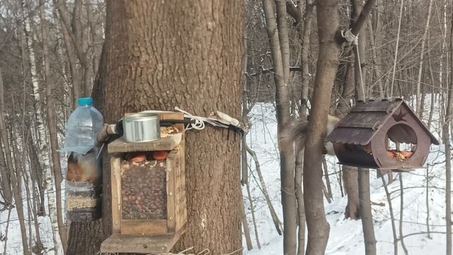 Симпатичная Коричневая Белка 🐿️ Небольшая Зарисовка