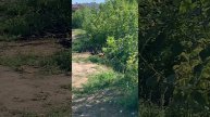 Утки тоже любят загорать на берегу