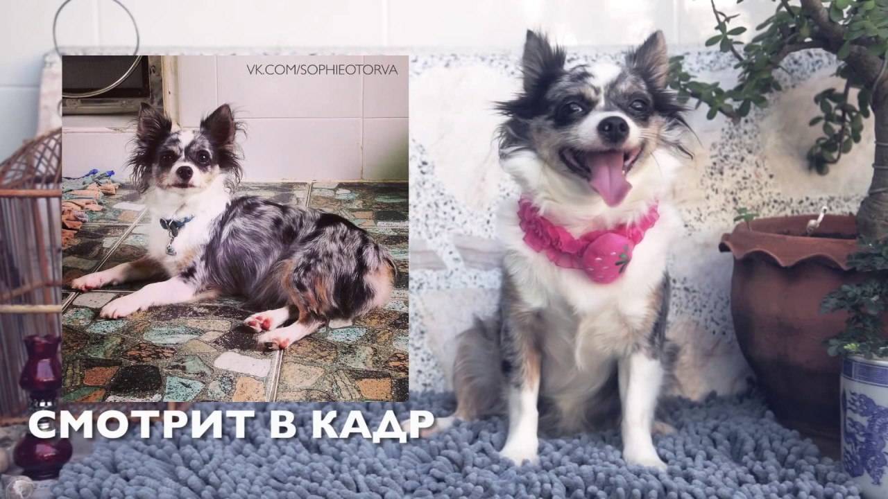 Как фотографировать собак: ошибки и советы от Софи 📸🐕