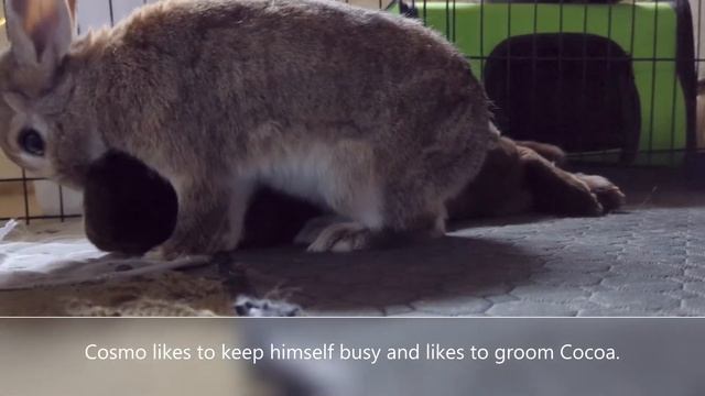 How Netherland Dwarf Rabbit Grooms and then Sits on Rex Rabbit's Face | Cocoa and Cosmo