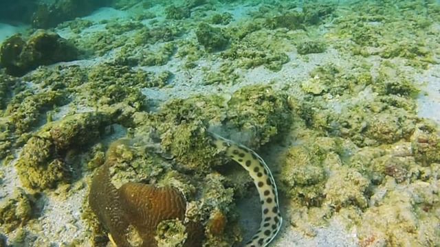 Anguille-serpent (Myrichthys maculosus)