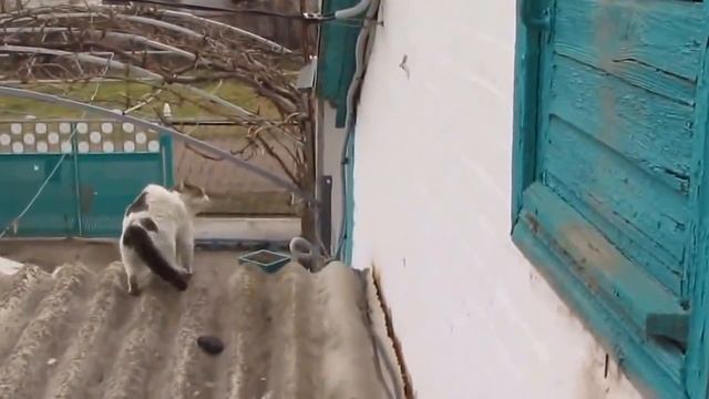 Подборка кошачьих драк
