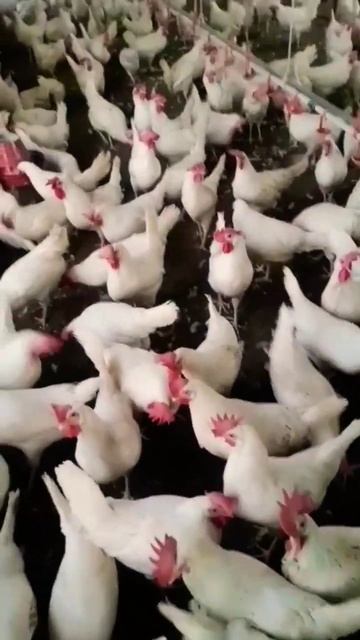 amazing white layer eegs hen#