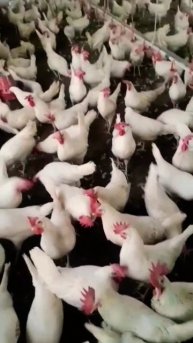 amazing white layer eegs hen#