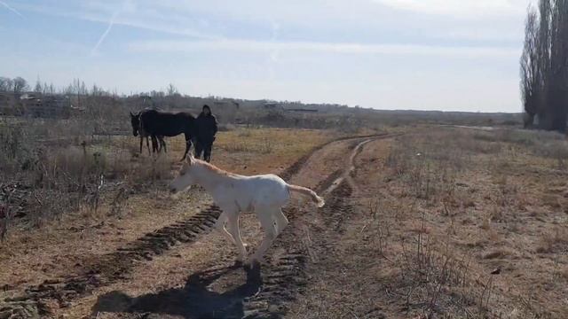 Очередной приплод)