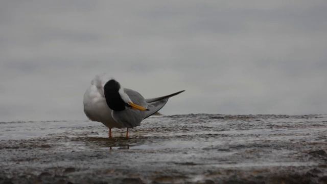 Little Tern, Fraticello (Sternula albifrons)