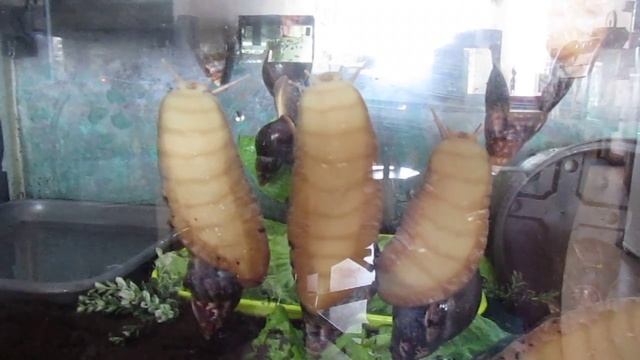 4 Achatina`s aan het raam Monsters!