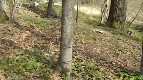 Знищення лісів на Буковині