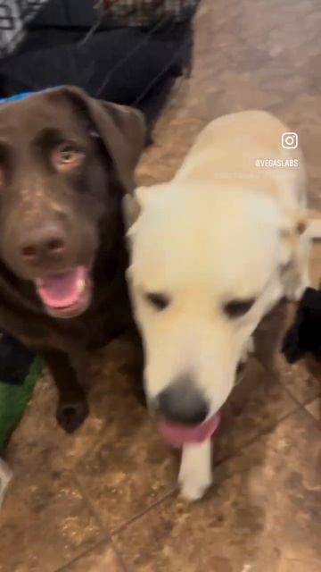 Labs Behind A Loaded Pantry