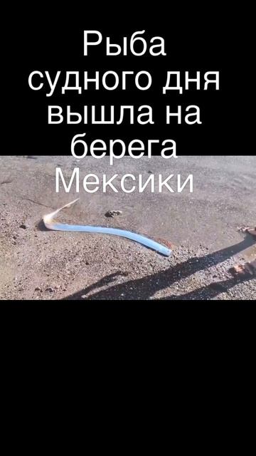 Рыба Судного Дня