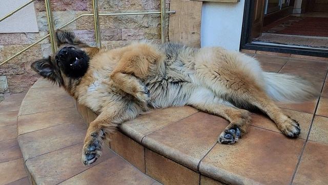 Доигралась! ЧУТЬ НЕ УПАЛА! Длинношерстная немецкая овчарка Нала Аркадия Селекс, 2.5 года. Одесса.