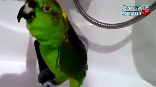 Говорящий попугай