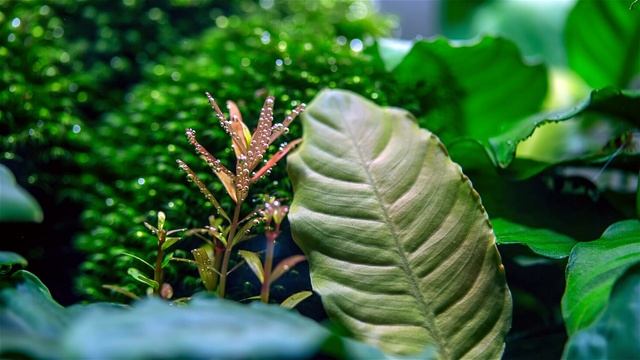 Beauty of Plants | Rotala