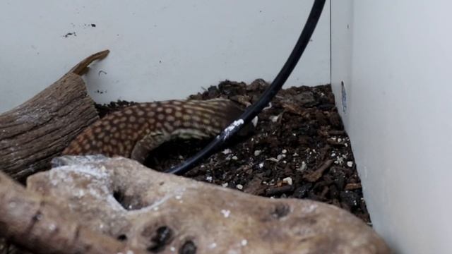Gut Loading for Feeder & Pet Insects | Insect Fuel by Arcadia Reptile