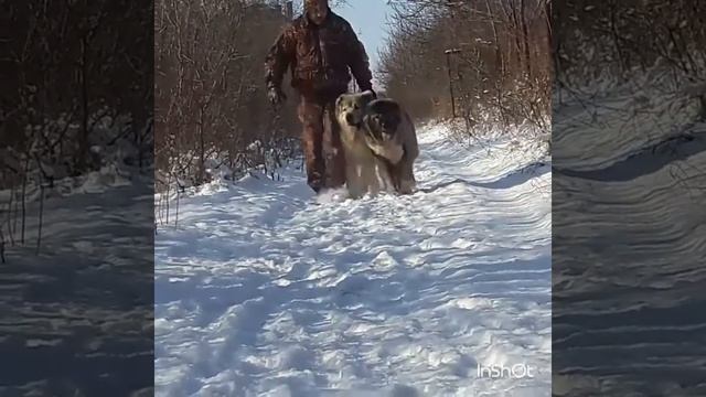 Кавказская овчарка