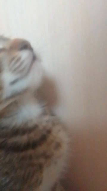 нет да