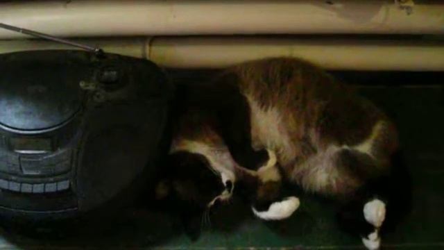 Кот Митяй слушает Классное радио.