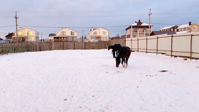 Дольче Вита сегодня недружелюбна. #horse #equestrian #лошади #pony