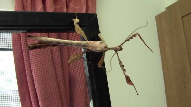 Adult male Extatosoma tiaratum