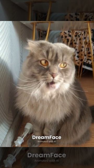 Моя кошка поёт 🤣🤣🤣