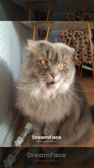 Моя кошка поёт 🤣🤣🤣