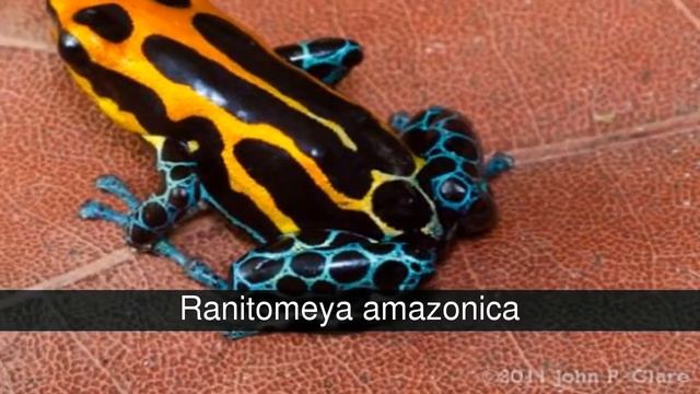 Las coloridas y venenosas ranas punta de flecha