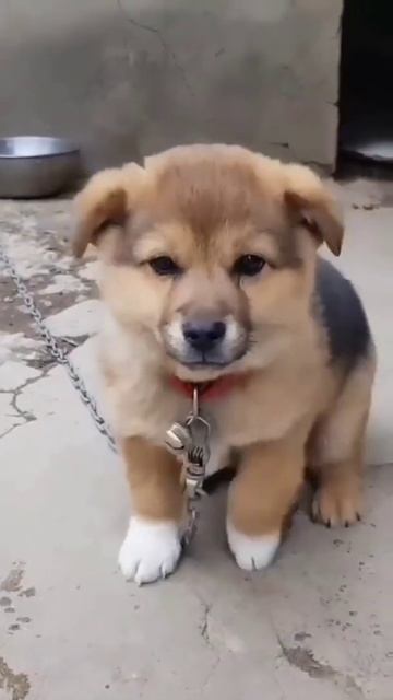 Adorable Baby Puppy Dog is whining 🥺