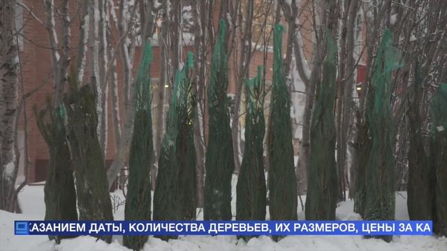 Наполни дом хвойным ароматом
