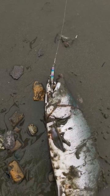 Горбуша pink salmon  lure jig 30g