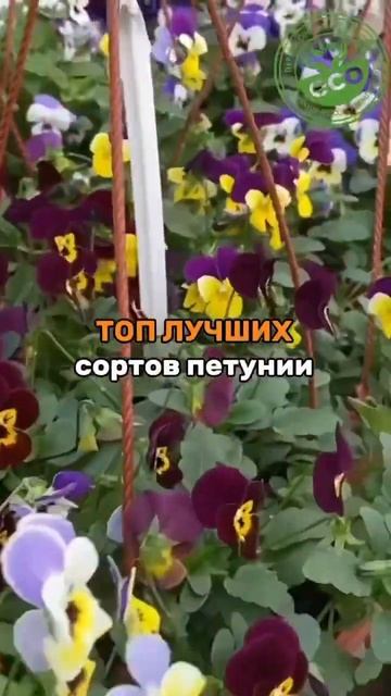 Топ сортов петунии. #сад #огород #дача #земледелие #грядки #посадка #сорняки #удобрения #петуния