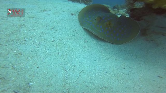 BLUESPOTTED STINGRAY