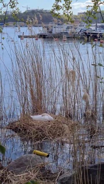 #Shorts. Thiên nga ấp trứng.Swan incubating eggs.