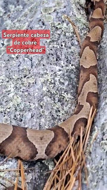#serpiente cabeza de cobre 🐍 #herping #feedshorts #shortvideo #youtubeshorts #shorts #nature