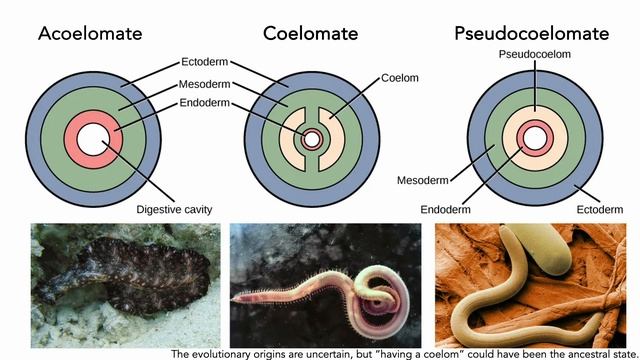Overview of Invertebrate Taxonomy