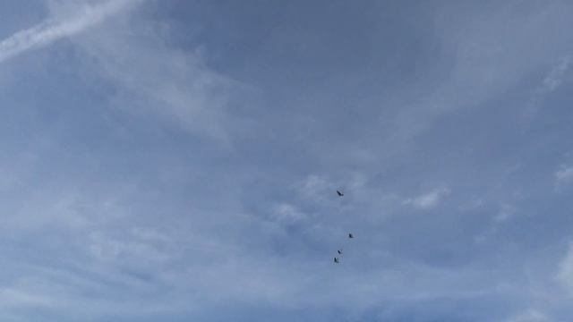 Гон голубей, полёт, из моего архива 1