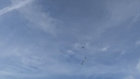 Гон голубей, полёт, из моего архива 1