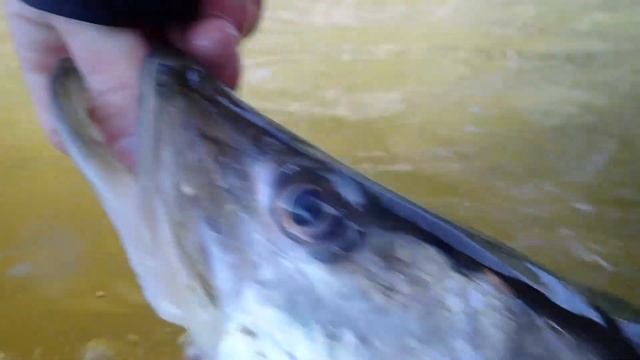 Snook fishing remote Everglades backcounrty rapala lures