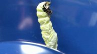 Papilio Machaon Pupa