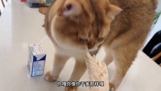 这金渐层我是养不明白了，体重一测一个不吱声