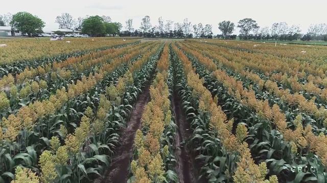 Maximising productivity with late sown winter sorghum