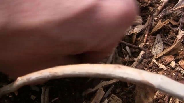 How to Propagate and Multiply Raspberry Plants