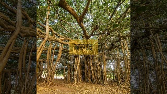 पेड़ों से जुड़े दिलचस्प तथ्य |10 interesting Fact about tree |#short