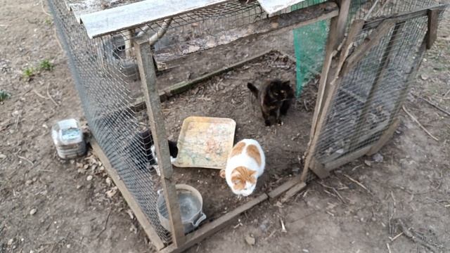Как живут коты в мороз -7 на улице у меня!
