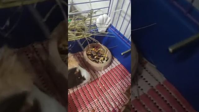 морская свинка Лола (guinea pig Lola)