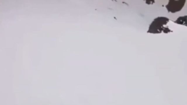 Пёсик может обратно?