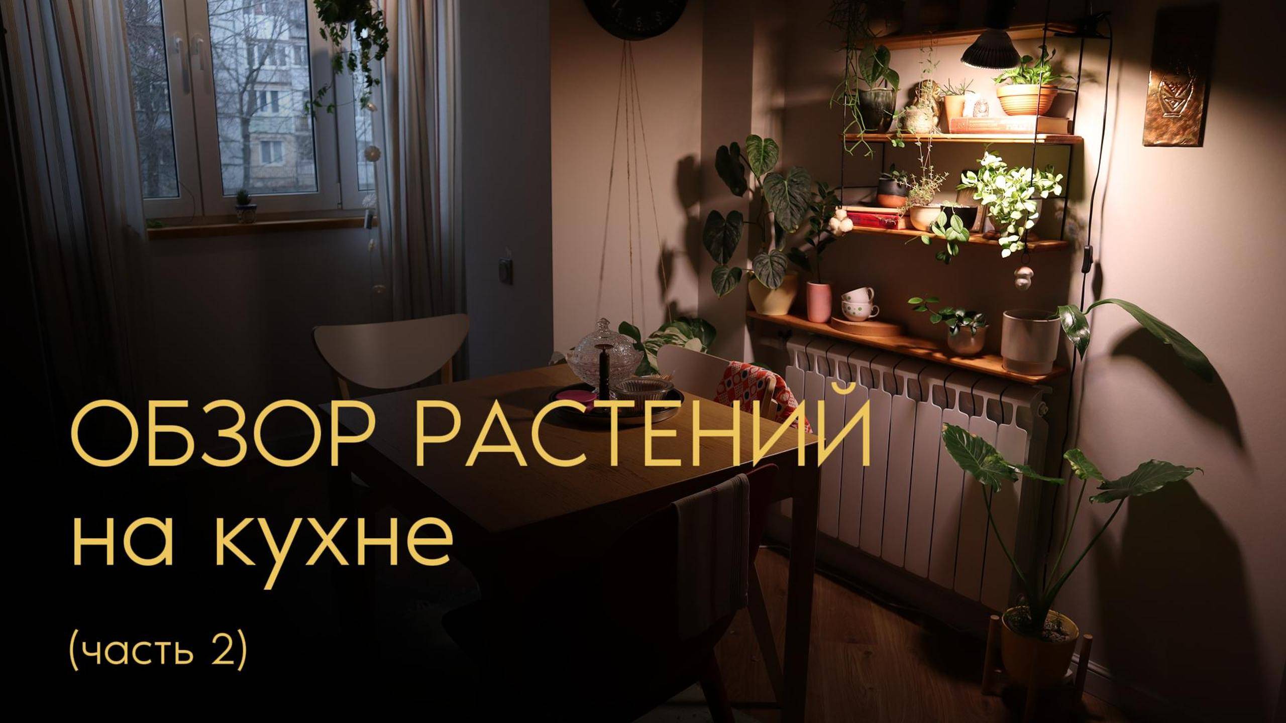 Обзор растений на кухне (ч.2)