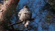Accipiter Gentilis Northern Goshawk, ястреб тетеревятник Moscow