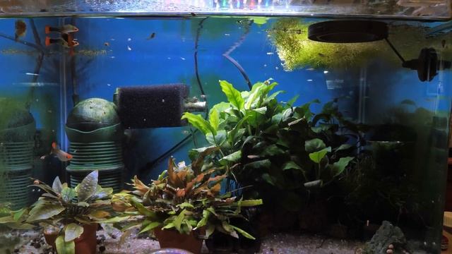 Guppy maternity tank 4K