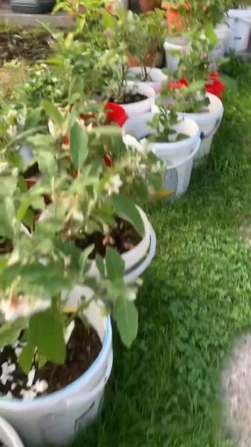 #SHORTS KHANH NGUYEN CUỘC SỐNG ĐỨC, ĐÂY LÀ VƯỜN RAU CỦA CON GÁI Ở ĐỨC