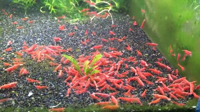 Red Cherry Shrimp fire red high grade